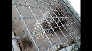 The porcupine in a park in Algeria