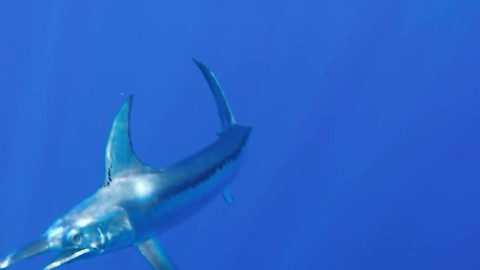 Rare Underwater Swordfish Footage!