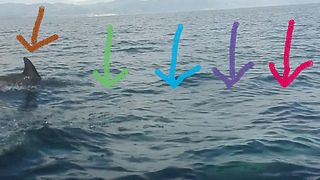 Dolphins stop a great white shark from attacking our boat