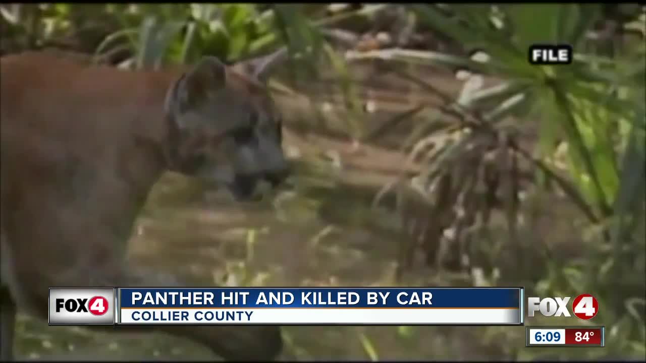 Florida Panther found dead along State Road 29 in Collier County