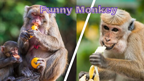 Funny videos I Funny monkey I Tik tok videos I Likee videos
