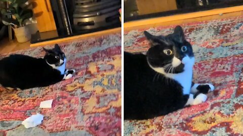 Cat Is Completely Startled By Visions Of A Dark Future