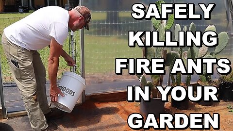 Safely Killing Fire Ant Mounds In Your Garden