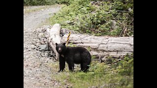 Coastal Black Bear Hunting - Spring