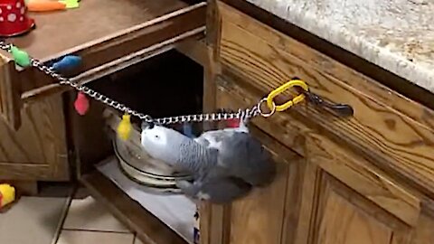 Parrot performs Cirque du Soleil act while decorating for Christmas