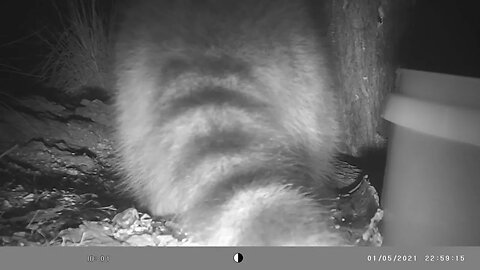 Lotta Raccoon🦝 but🍑 yes a LOT #cute #funny #animal #nature #wildlife #trailcam #farm #homestead