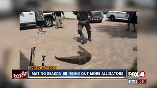 Nuisance gator calls on the rise