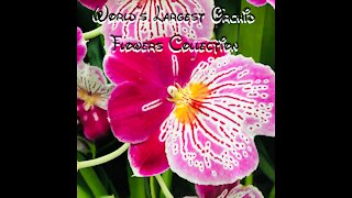 World's Largest Orchid Flowers Collections | National Orchid Garden SG