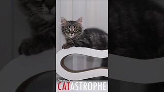 #CATASTROPHE - Sitting Kitten