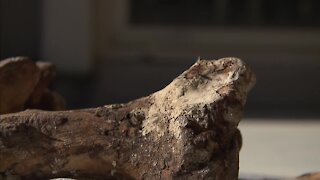 Parts of jaw and teeth found in Las Vegas backyard