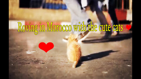 Roving in Morocco with the cute cats ❤️