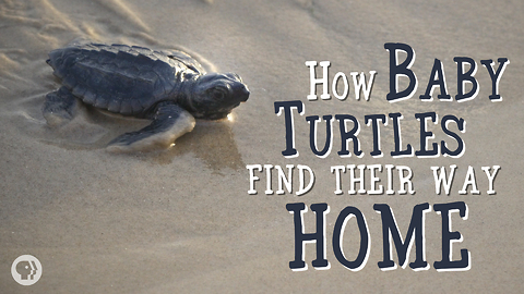 How Baby Sea Turtles Find Their Way Home