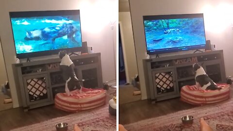 Pup Tries To Join Pack Of African Wild Dogs On TV