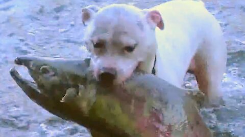 Dog is Greatest fisherman ever.