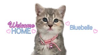 New Kitten Surprise | Welcome Home Bluebelle