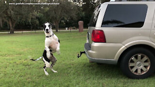 Bouncing Great Danes Enjoy Their First Playtime At Their New Home