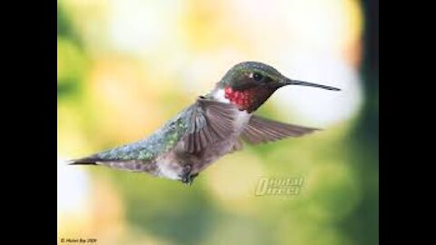 RUBY THROATED FEMALE HUMMINGBIRD, SHORT BUT SOOO SWEET!