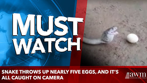 Snake throws up nearly five eggs, and it’s all caught on camera