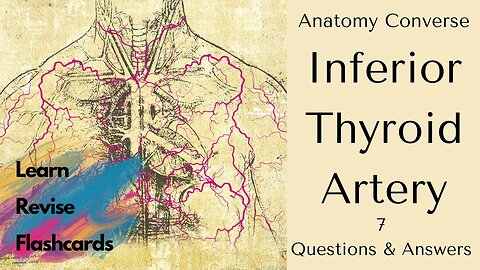 Inferior Thyroid Artery | 7 Questions and Answers