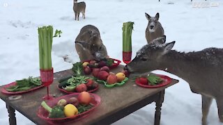 Repas de Noël pour les cerfs du zoo