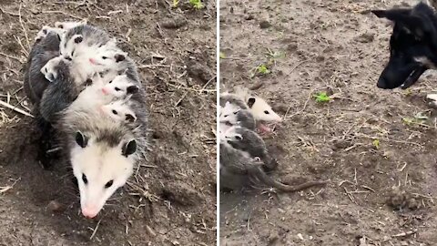 Mom Opossum walks with children and met a dog