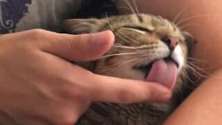 Cat licks owner's finger so he can wash