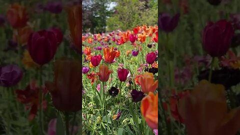 The Royal Keukenhof Flower Park, also called the Garden of Europe 2...