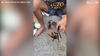 Cet homme utilise un crabe pour ouvrir sa canette