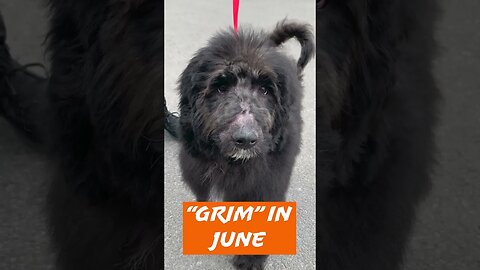 "Grim", puppy suffering with strangles - before / after | Niagara SPCA