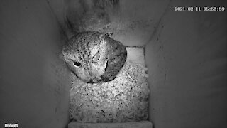 Rufus the Eastern Screech Owl