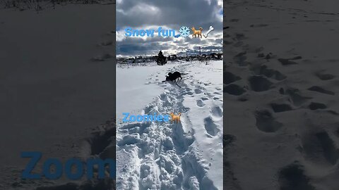 Snow fun⛄️❄️🐕#dog #funnyvideo #shorts #pets