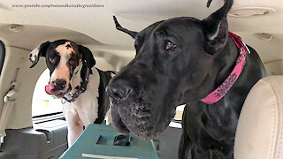 Funny Great Danes Are Fussy About Their Chicken Fingers