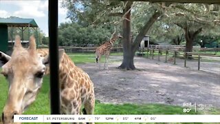 Take a wild safari ride at Dade City's 50-acre Giraffe Ranch wildlife preserve
