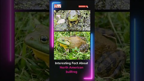 Unknown & Interesting Facts About North American bullfrog #shorts