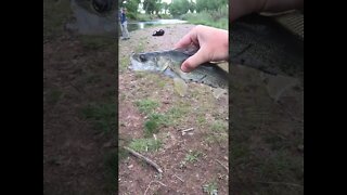 Fishing for my FIRST walleye in Colorado