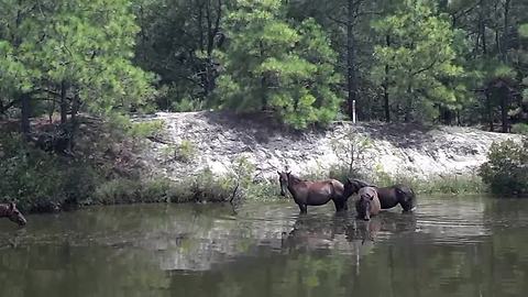 Someone Had The Pleasure To See Wild Horses In North Carolina