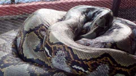 Man eaten by a 23 foot python