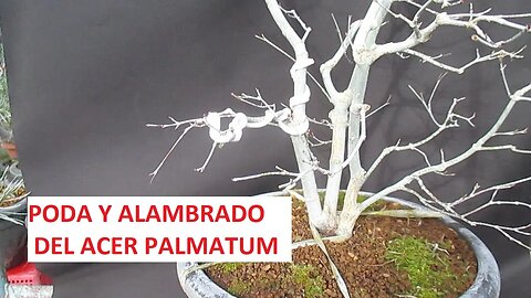PODA Y ALAMBRADO EN ACER PALMATUM (TIPS O CONSEJOS) y FELIZ AÑO 2023