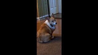 Corgi named stewie