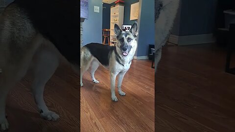 Stubborn GSD Husky Mix Maple Part 2