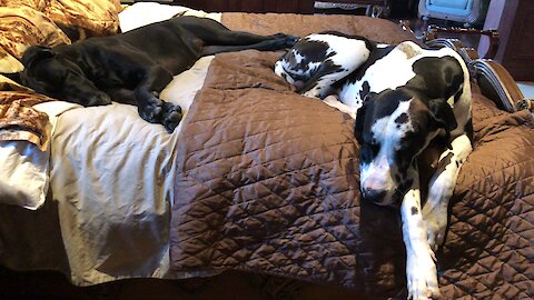 Here's why Great Danes need a king sized bed