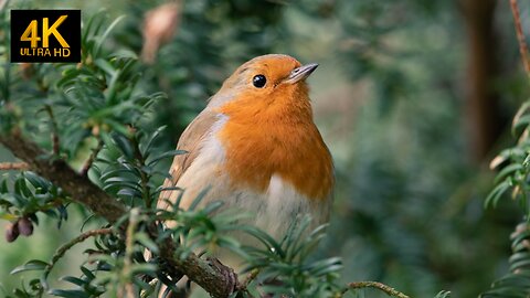 Unique Bird Compilation - 4k Ultra HD - Relaxing Music - Adorable Birds