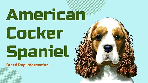 Meet the Adorable American Cocker Spaniel: Perfect for First-time Dog Owners!
