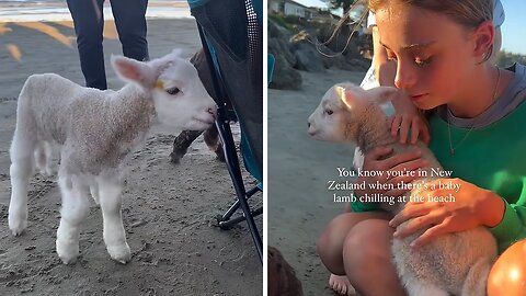 There is nothing cuter than this baby lamb at the beach