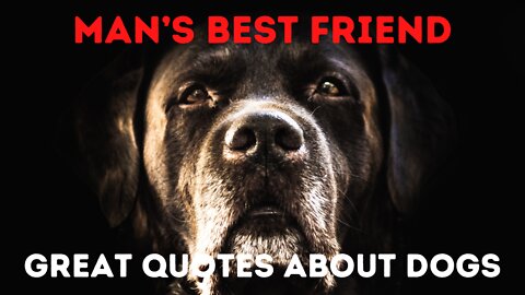 Cute Sweet Quotes About Dogs-Dogs are Man’s Best Friend in this World.