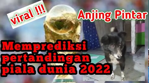 anjing pintar memprediksi pertandingan pembukaan piala dunia 2022