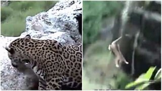 Leopard loses its balance and falls off 6 meter cliff