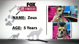 FOX Finders Pet Finder - Zeus