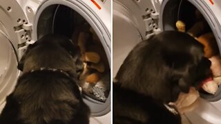 Dog saves his favorite stuffed animal from the washing machine