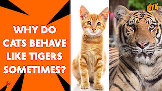 What Similarities Do Cats and Tigers Have? *